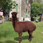 Casa Dui E Alpaca