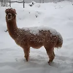 別荘 Casa Dui E Alpaca