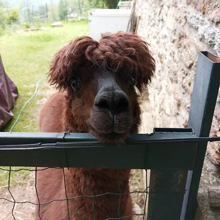 Casa de Férias Casa Dui E Alpaca
