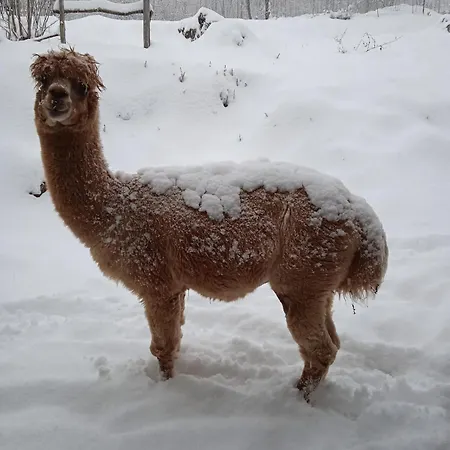 Casa de Férias Casa Dui E Alpaca