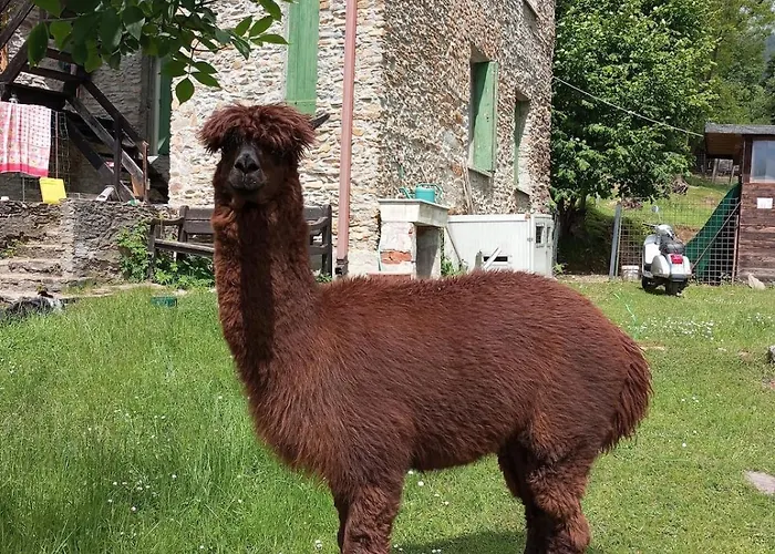 Casa Dui E Alpaca