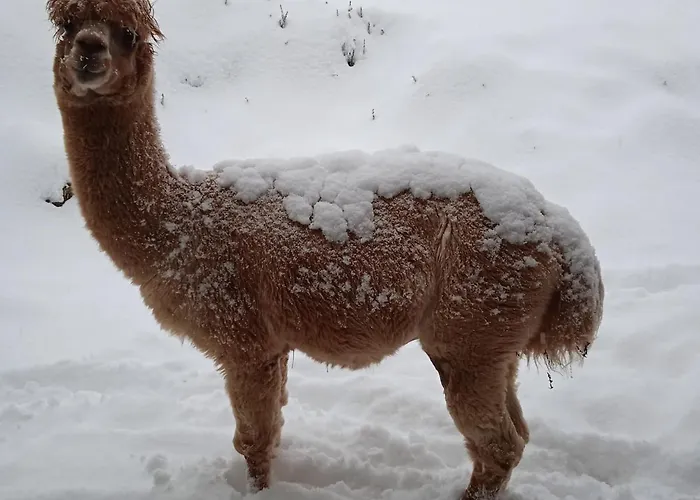 Σπίτι διακοπών Casa Dui E Alpaca