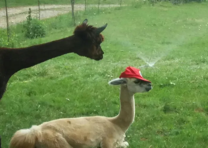 Casa Dui E Alpaca
